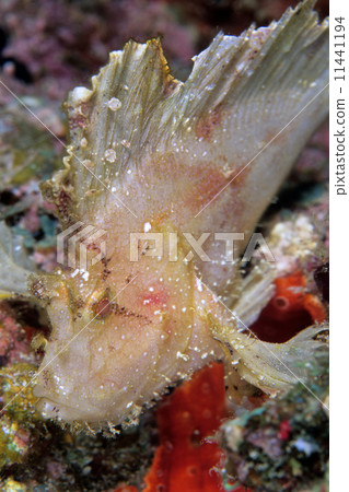 Hadaka Haokoze 11441194