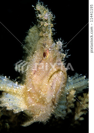 Hadaka Haokoze 11441195