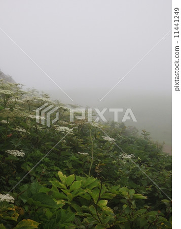 Misty Ibukiyama and Shishoudo Misty Ibukiyama and Shishoudo 11441249