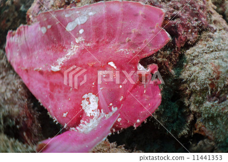 Hadaka Haokoze 11441353