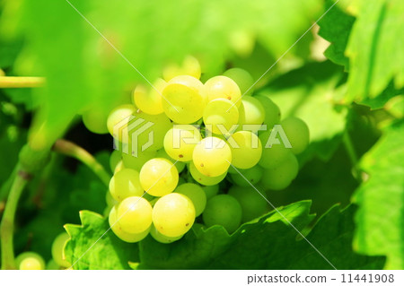 Vineyard Vineyard 11441908