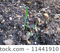 Cat grass 11441910