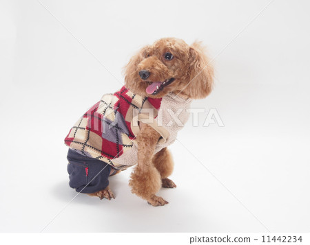 笑玩具貴賓犬 笑玩具貴賓犬 11442234