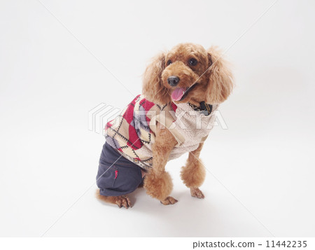 笑玩具貴賓犬 笑玩具貴賓犬 11442235