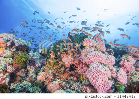 熱帶度假村圖像水下景觀 11442412