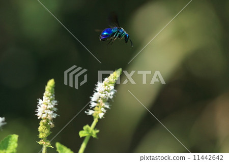 Creatures Insects bugs, flying jewels. The deep blue color gradation is beautiful 11442642