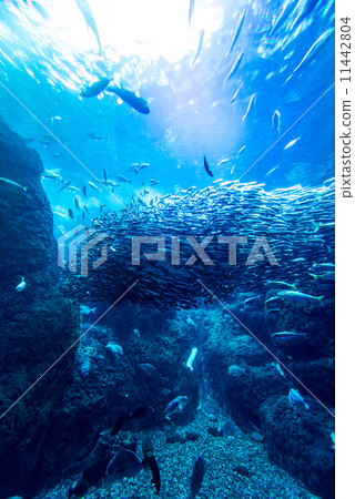 aquarium, sardine, japanese pilchard 11442804