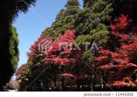 霧島神社 11442892