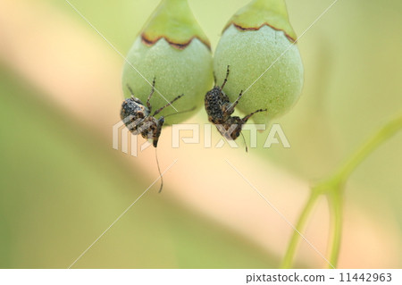 Living thing insect eggwigong weevil, male (left) is flying to the female? 11442963