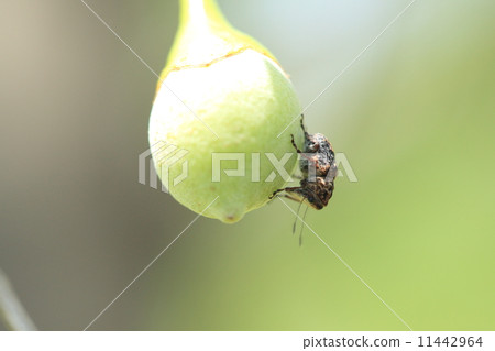 生物昆蟲eggwigong象鼻蟲，是女性尋找產卵的地方？ 11442964