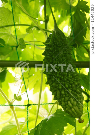 戈雅綠色窗簾 戈雅綠色窗簾 11443029