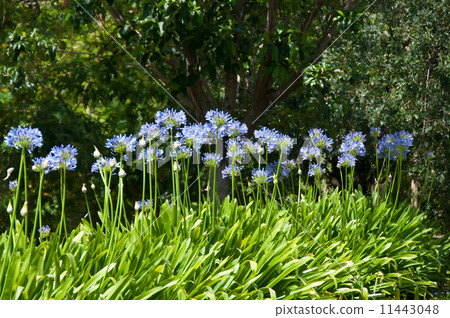 百子蓮 百子蓮 11443048