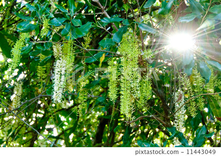 Macadamia nut flower 11443049