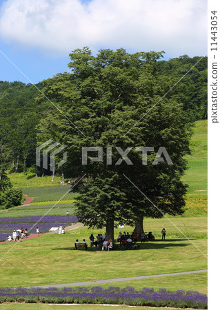 Tanbara Lavender Park 11443054