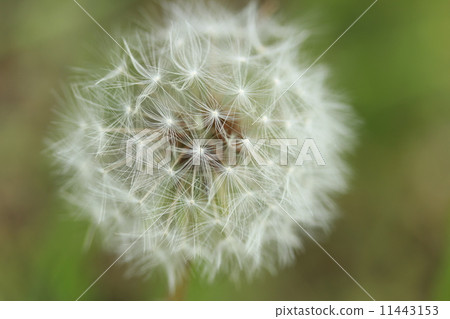 蒲公英棉帽 蒲公英棉帽 11443153
