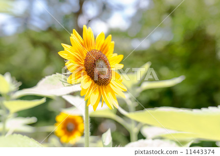 向日葵F1太陽能發電 向日葵F1太陽能發電 11443374