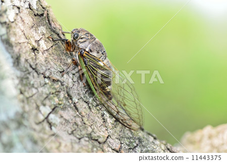 與橄欖樹Kumazumi休息 11443375