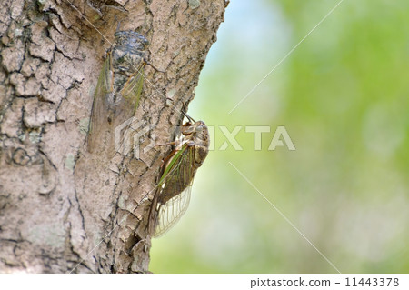 Resting with olive trees Kumazumi 11443378