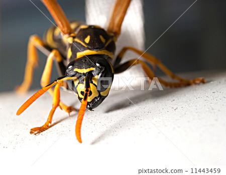 Wasp 11443459