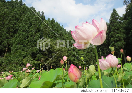 夏天和蓮花 夏天和蓮花 11443677