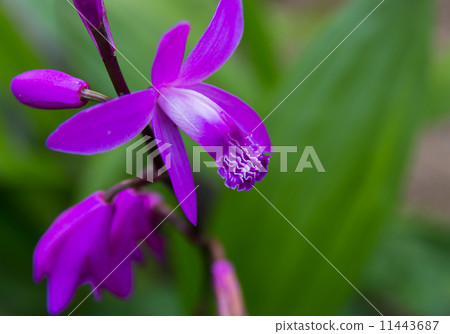 Plant Plant 11443687