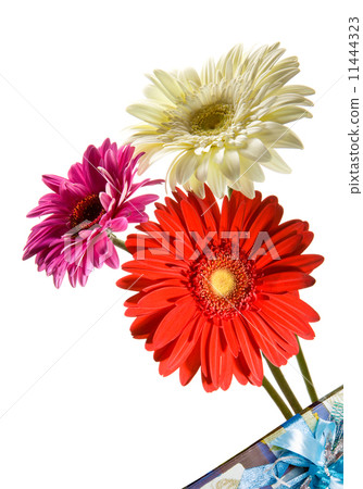 Three bright flowers. Gerber 11444323