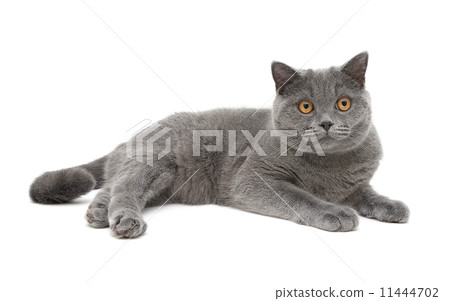gray cat (breed scottish-straight, age 8,0 months) on a white ba 11444702