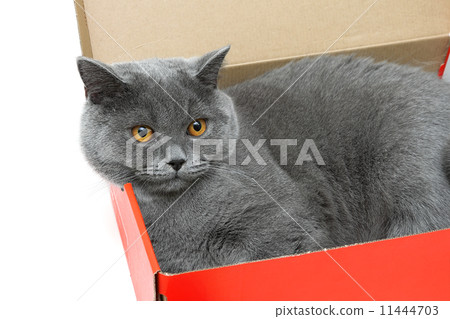 gray cat lying in a cardboard box. white background. 11444703