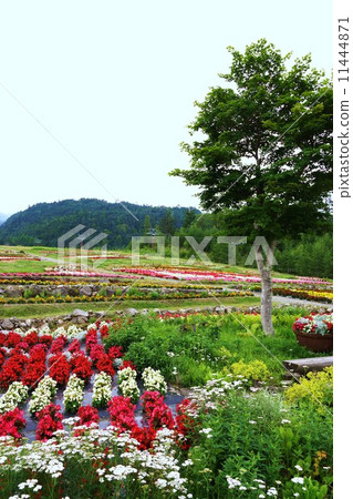 花田（Kiso Mitake索道） 11444871