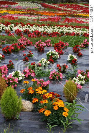 Flower field (Kiso Mitake ropeway) Flower field (Kiso Mitake ropeway) 11444884