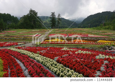 花田（Kiso Mitake索道） 11444889