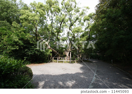 伊勢神宮體育館清水楠子 11445093