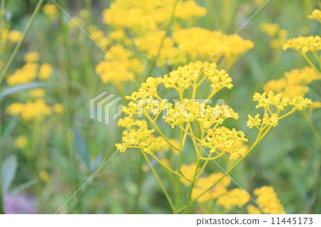 Omina's flower 11445173