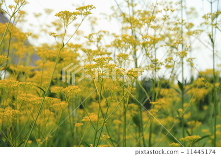 Omina's flower 11445174