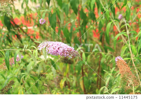 Buttair's Flower 11445175