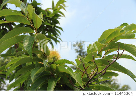 Chestnut fruit 11445364