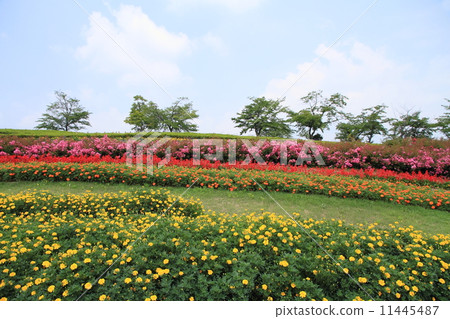 夏季公園 11445487