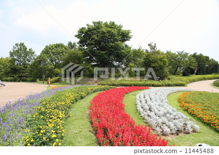summer park 11445488