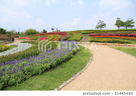 夏季公園 11445489