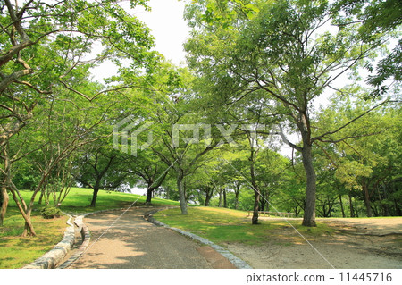 summer park summer park 11445716