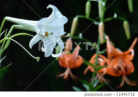 Lily of flowers 11445718