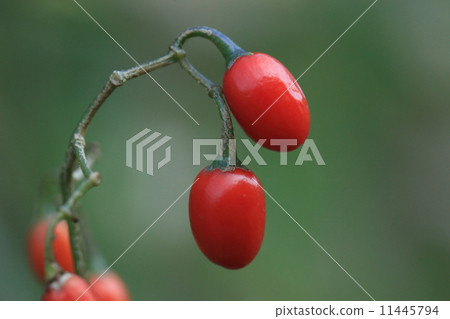 Natural plants Omarubanohoshi, because it is a beautiful flower, what is "a mushrooms"? I thought about it, it was about "rash". Poor name ... ③ 11445794