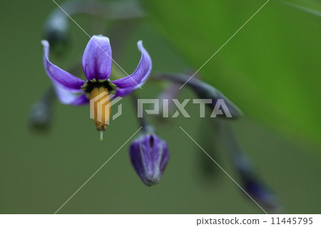 Natural plants Omarubanohoshi, because it is a beautiful flower, what is "a mushrooms"? I thought about it, it was about "rash". Poor name ... ② Natural plants Omarubanohoshi, because it is a beautiful flower, what is "a mushrooms"? I thought about it, it was about "rash". Poor name ... ② 11445795