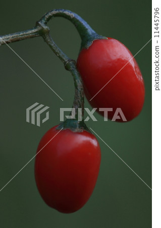 Natural plants Omarubanohoshi, because it is a beautiful flower, what is "a mushrooms"? I thought about it, it was about "rash". Poor name ... ① Natural plants Omarubanohoshi, because it is a beautiful flower, what is "a mushrooms"? I thought about it, it was about "rash". Poor name ... ① 11445796