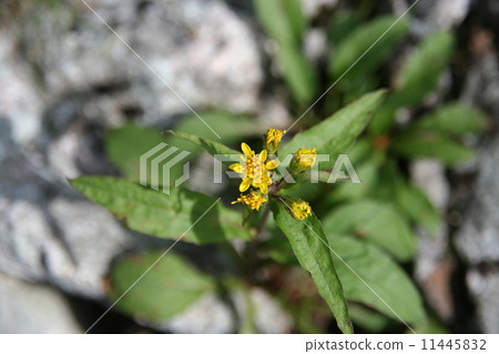高山植物 11445832