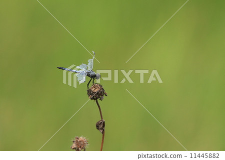 Mature individuals of insects Koffitimbo, male. As a result of intense territorial battle, it turned out like this 11445882