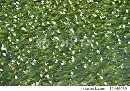 ranunculus aquatilis, waterweed, blossoms