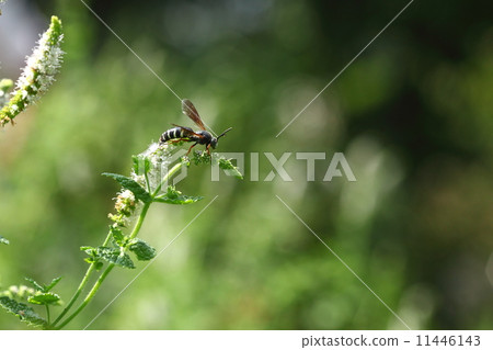 生物昆蟲Chiashi Hanada Kabachi Modoki，一隻長著名字的美麗蜜蜂，狩獵蚱蜢可能是一種有益的昆蟲？如果你沒有少量，它並不危險，它似乎是一種罕見的物種所以如果你找到它請找到它② 11446143