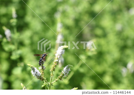 生物昆蟲Chiashi Hanada Kabachi Modoki，我正在清理一個重要的觸角 11446144