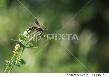 生物昆蟲Chiashi Hanada Kabachi Modoki，腳是紅色的，我無法想像鼻子很高。但它是一隻美麗的蜜蜂 11446145